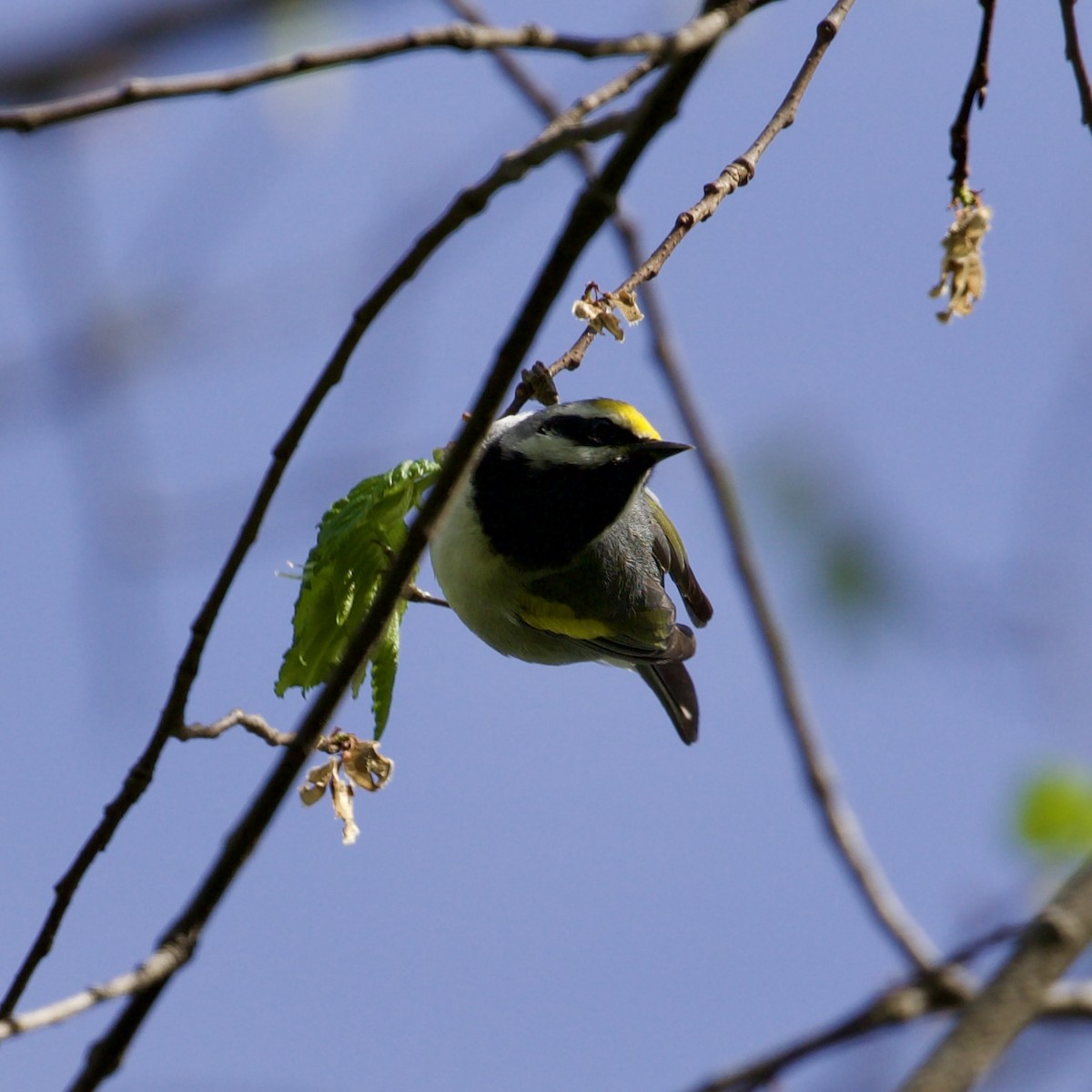 Golden-winged Warbler - ML634733327