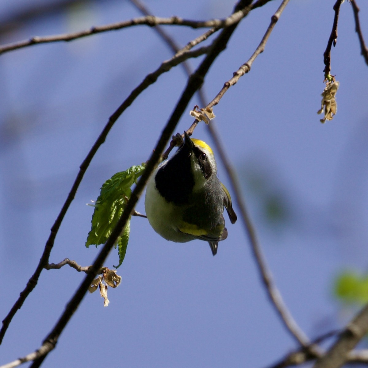Golden-winged Warbler - ML634733328