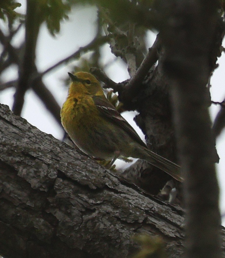 lesňáček borovicový - ML634733339