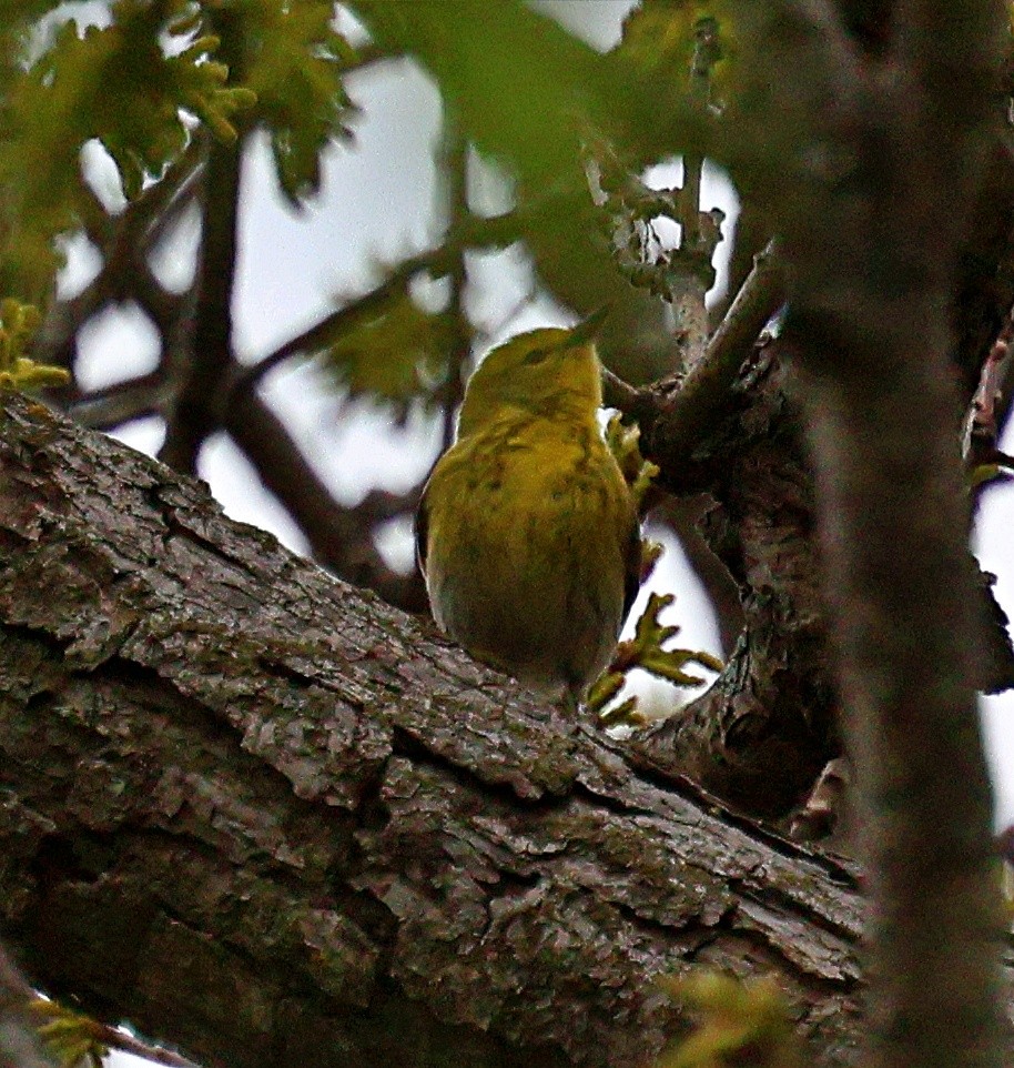 lesňáček borovicový - ML634733341