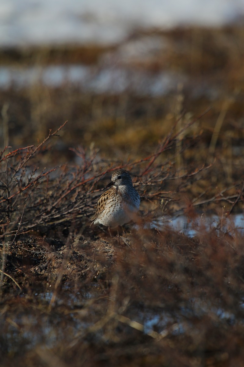 White-rumped Sandpiper - ML634733372