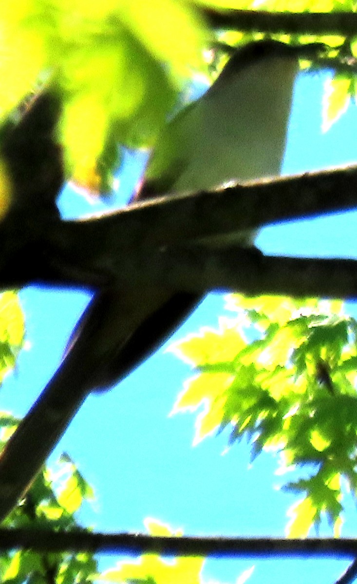 Black-billed Cuckoo - ML634733479