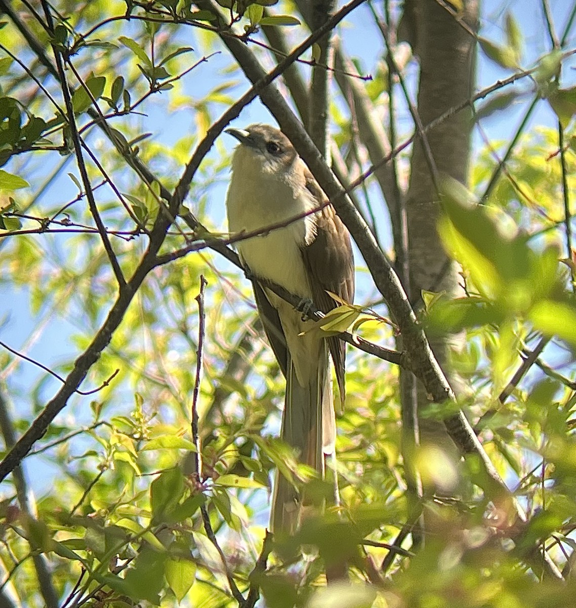 Black-billed Cuckoo - ML634733490