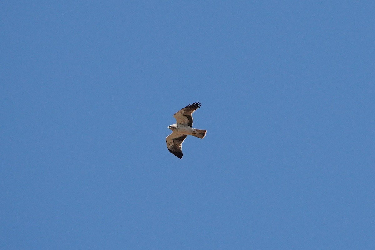 Бахим бүргэд - ML634733502