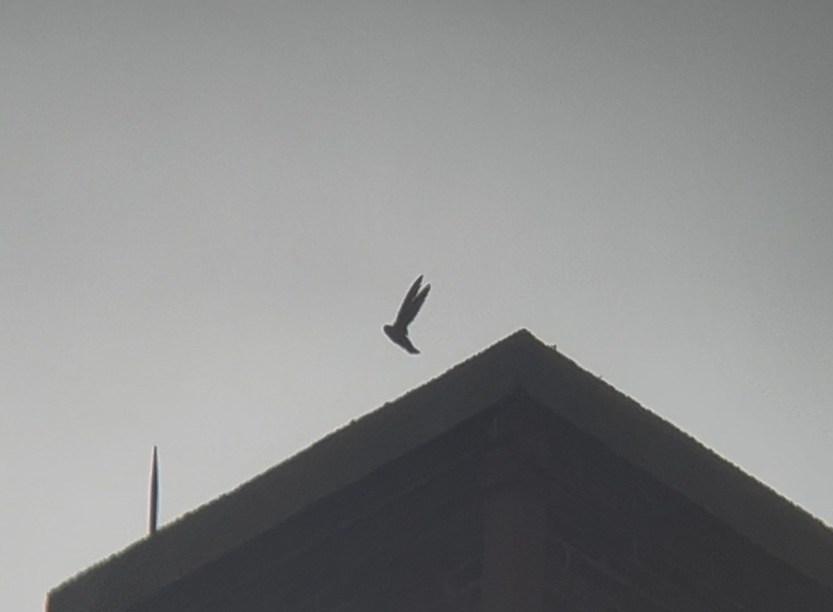 Chimney Swift - ML634733578