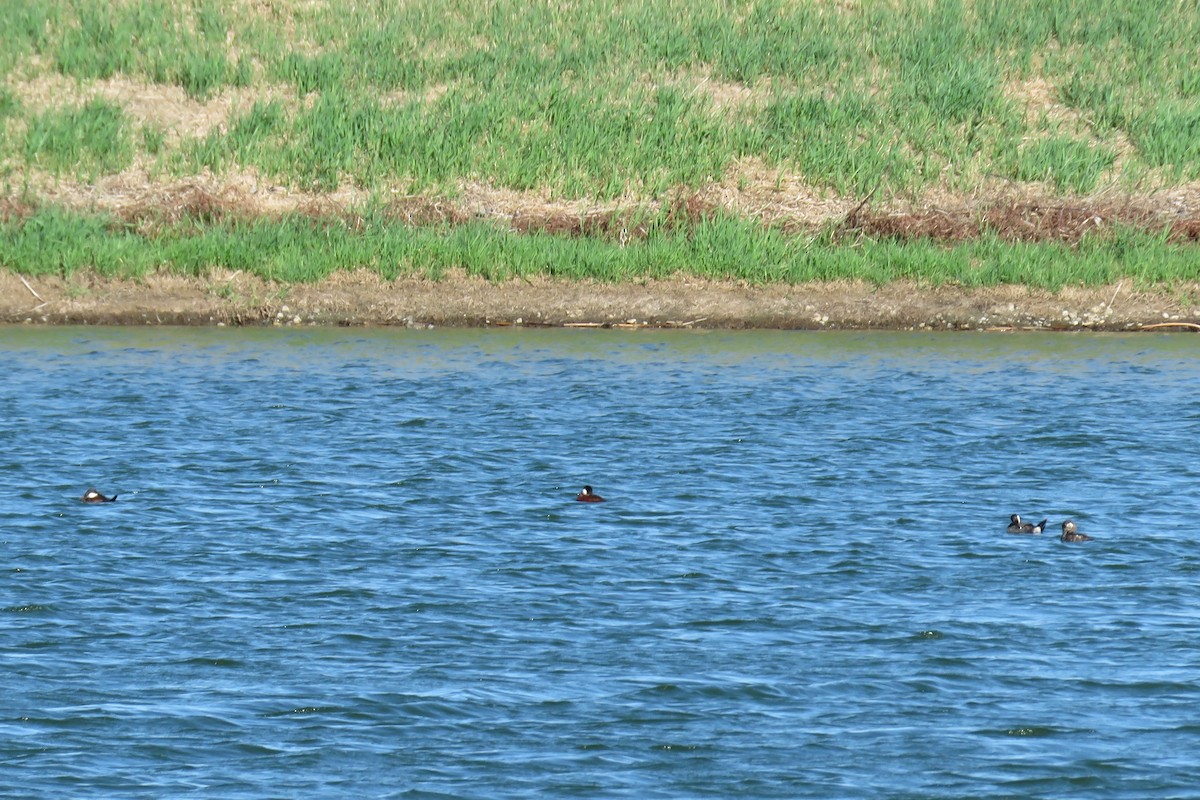 Ruddy Duck - ML634733627
