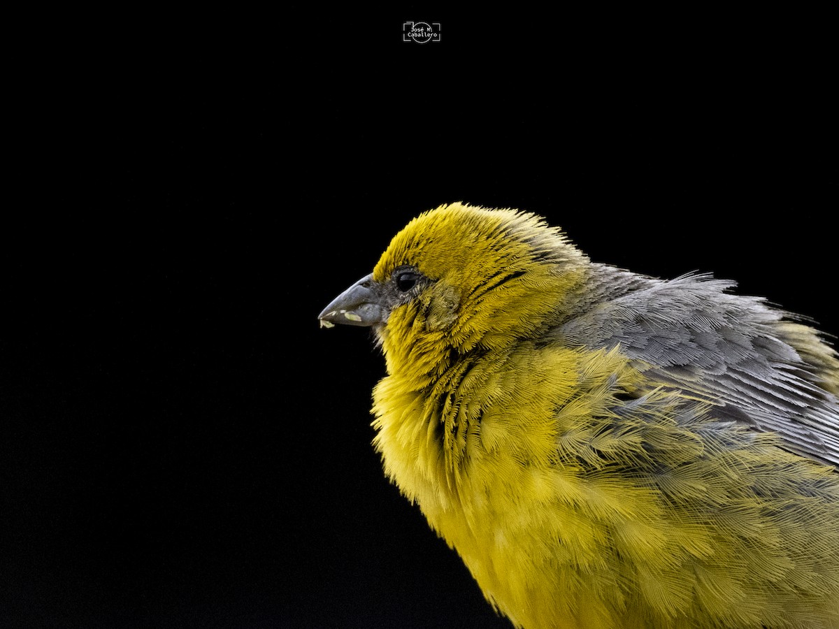 Bright-rumped Yellow-Finch - ML634733686
