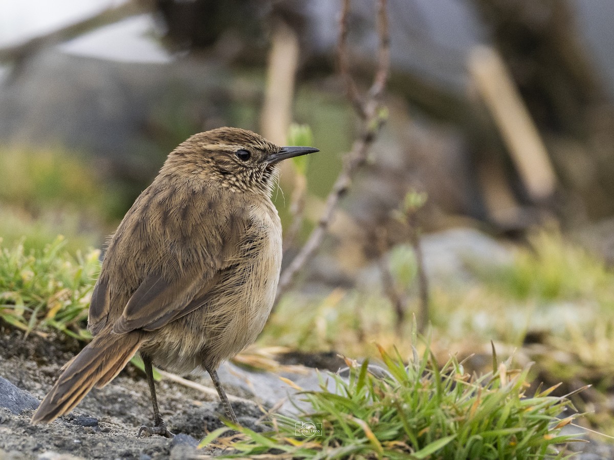 Streak-throated Canastero - ML634733733
