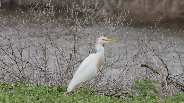 Western Cattle-Egret - ML634733791