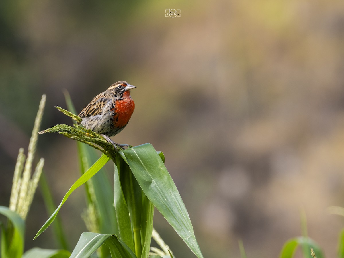 Peruvian Meadowlark - ML634733816