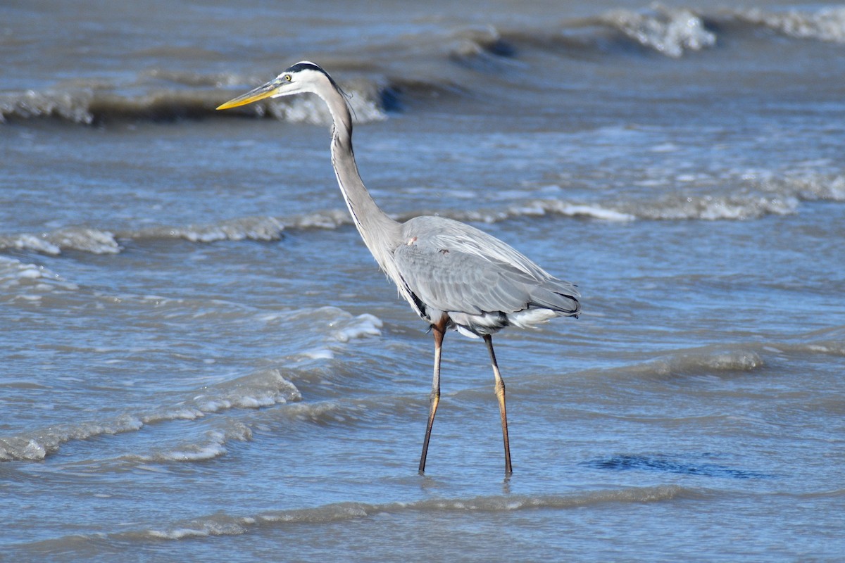 Great Blue Heron - ML634733833
