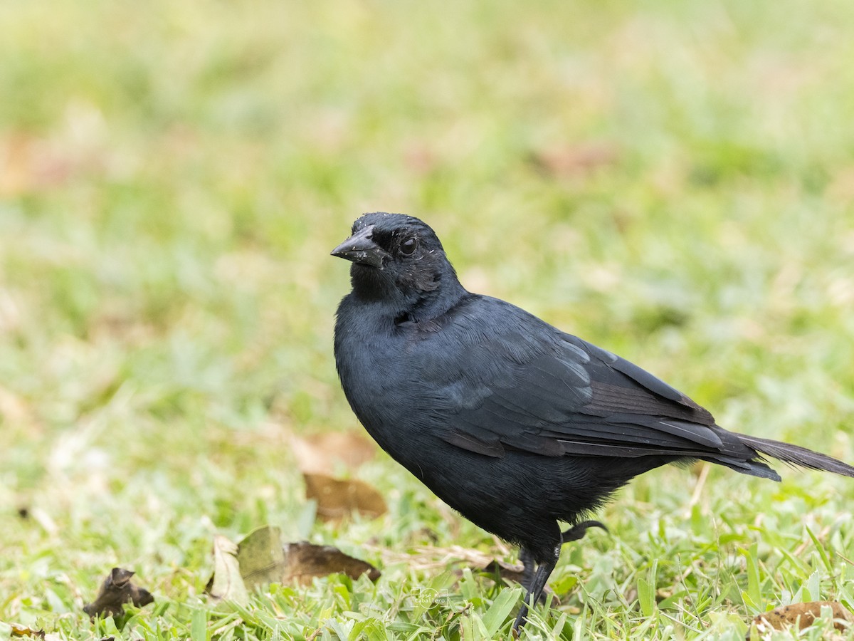 Scrub Blackbird - ML634733835