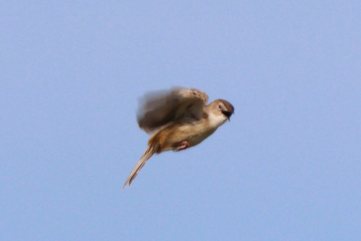 Zitting Cisticola - ML634733855