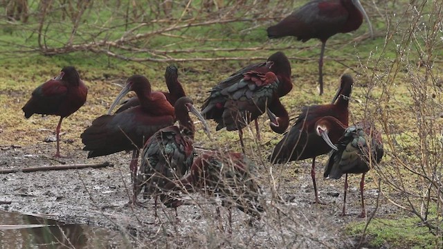 White-faced Ibis - ML634733861