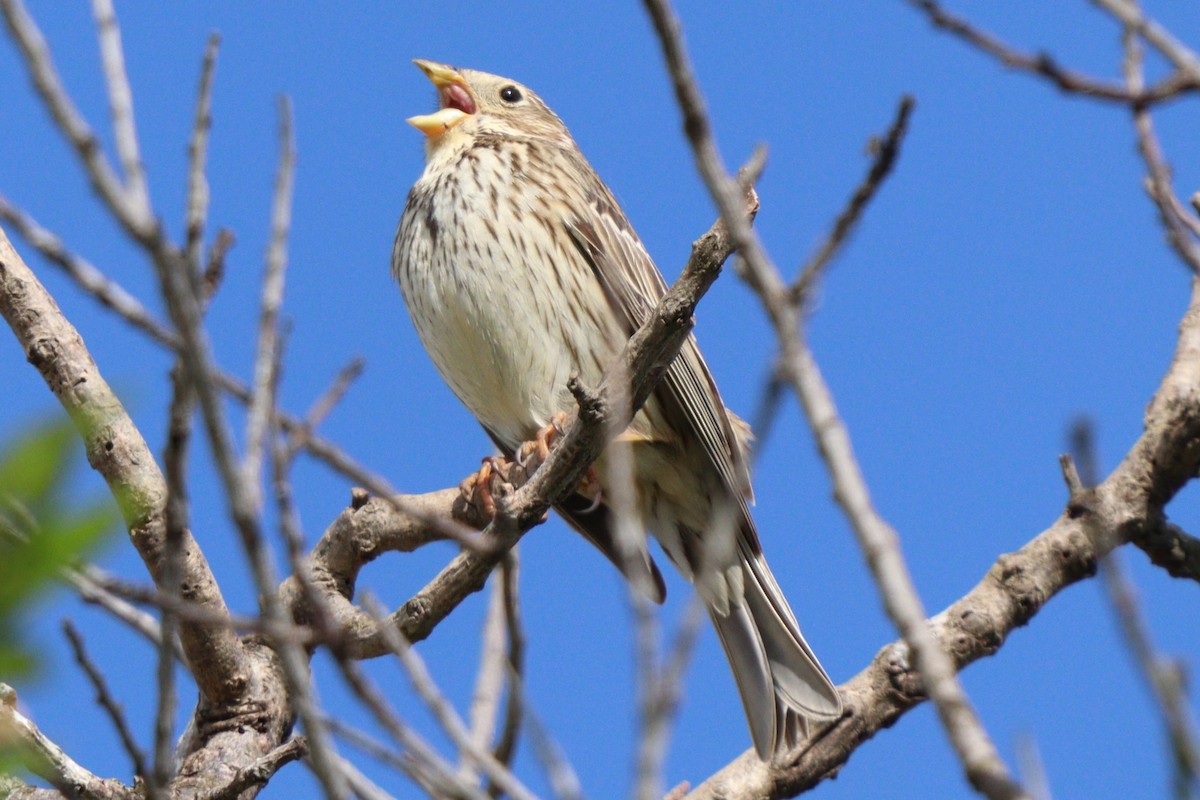 Corn Bunting - ML634733872
