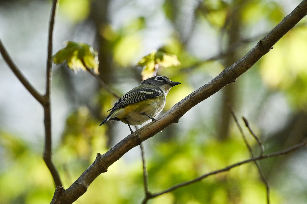 Blue-headed Vireo - ML634733884