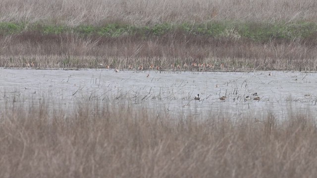 American Avocet - ML634733969