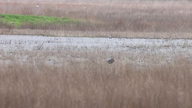 Northern Shoveler - ML634734206