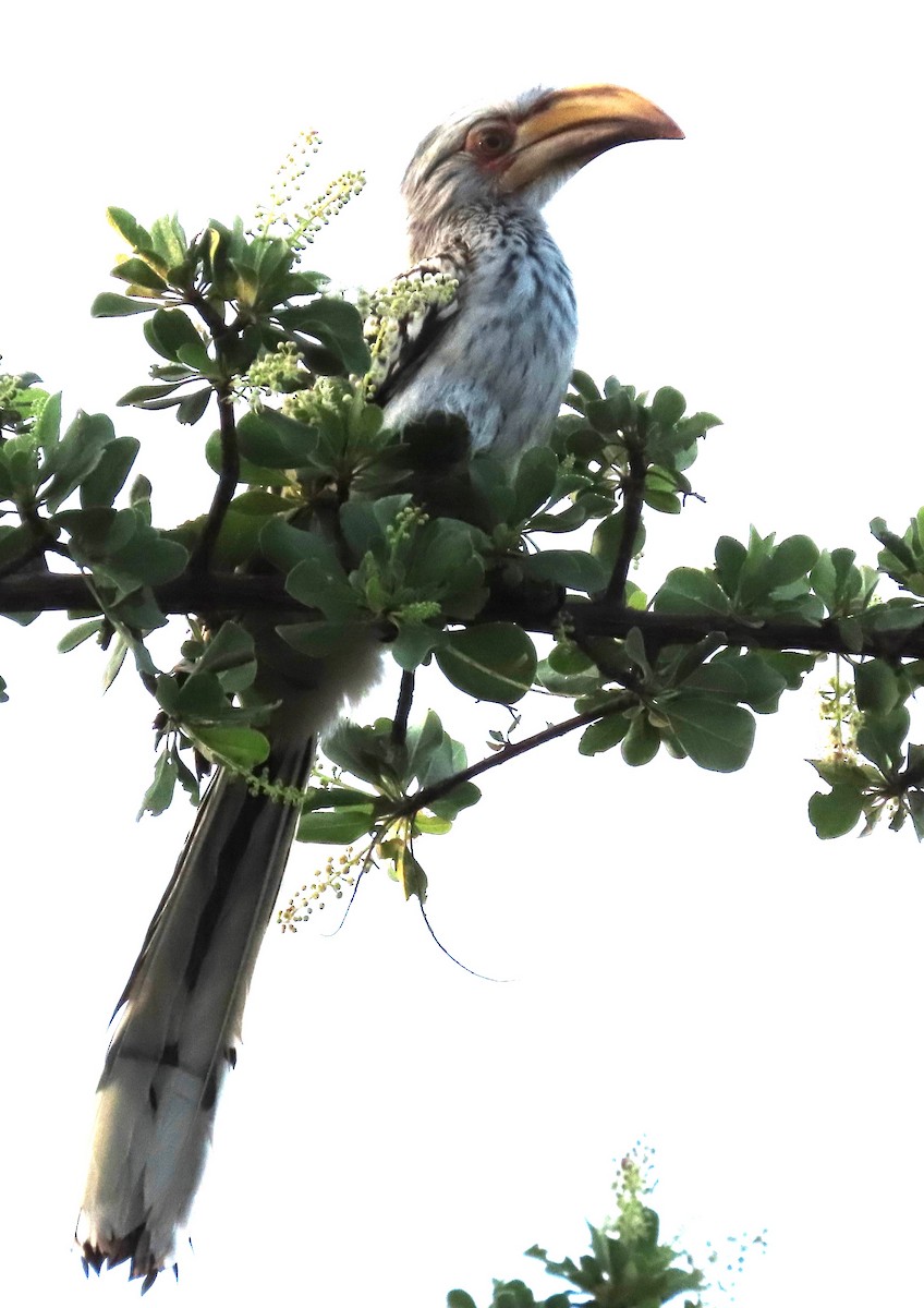 Southern Yellow-billed Hornbill - ML634734247