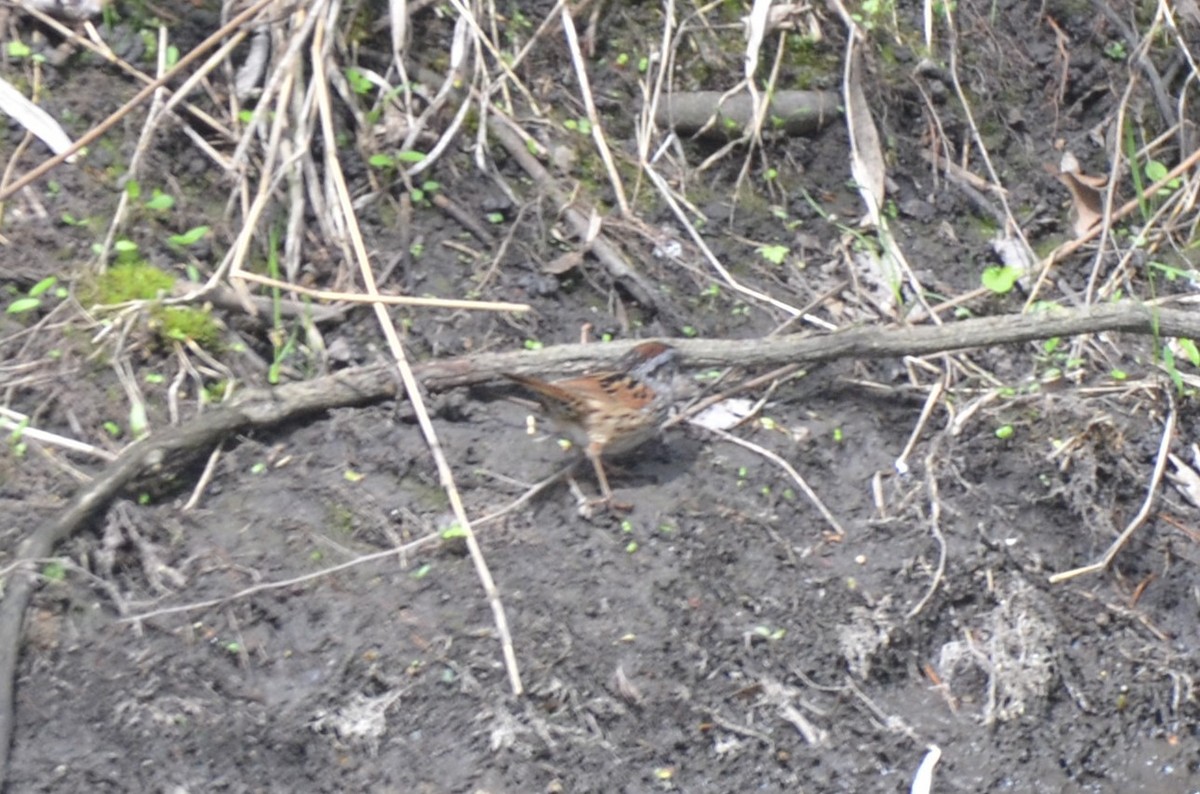 Swamp Sparrow - ML634734310