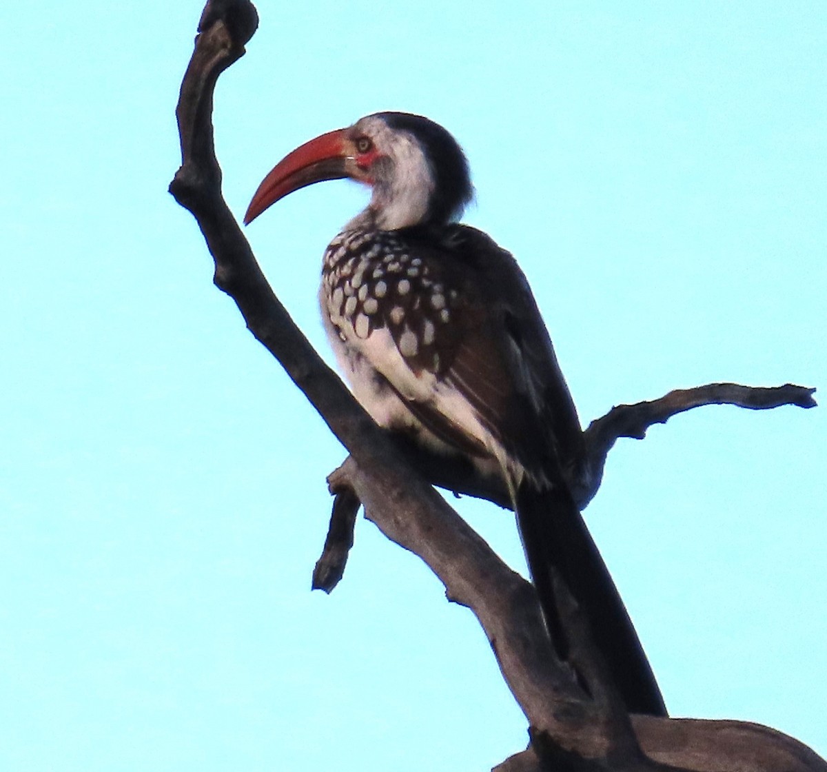 Southern Red-billed Hornbill - ML634734318
