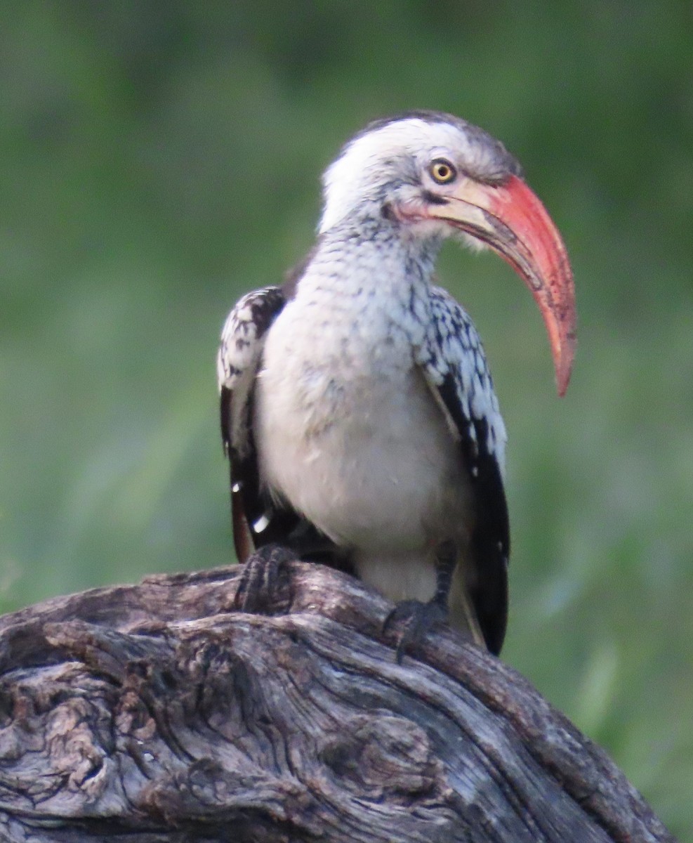 Southern Red-billed Hornbill - ML634734338