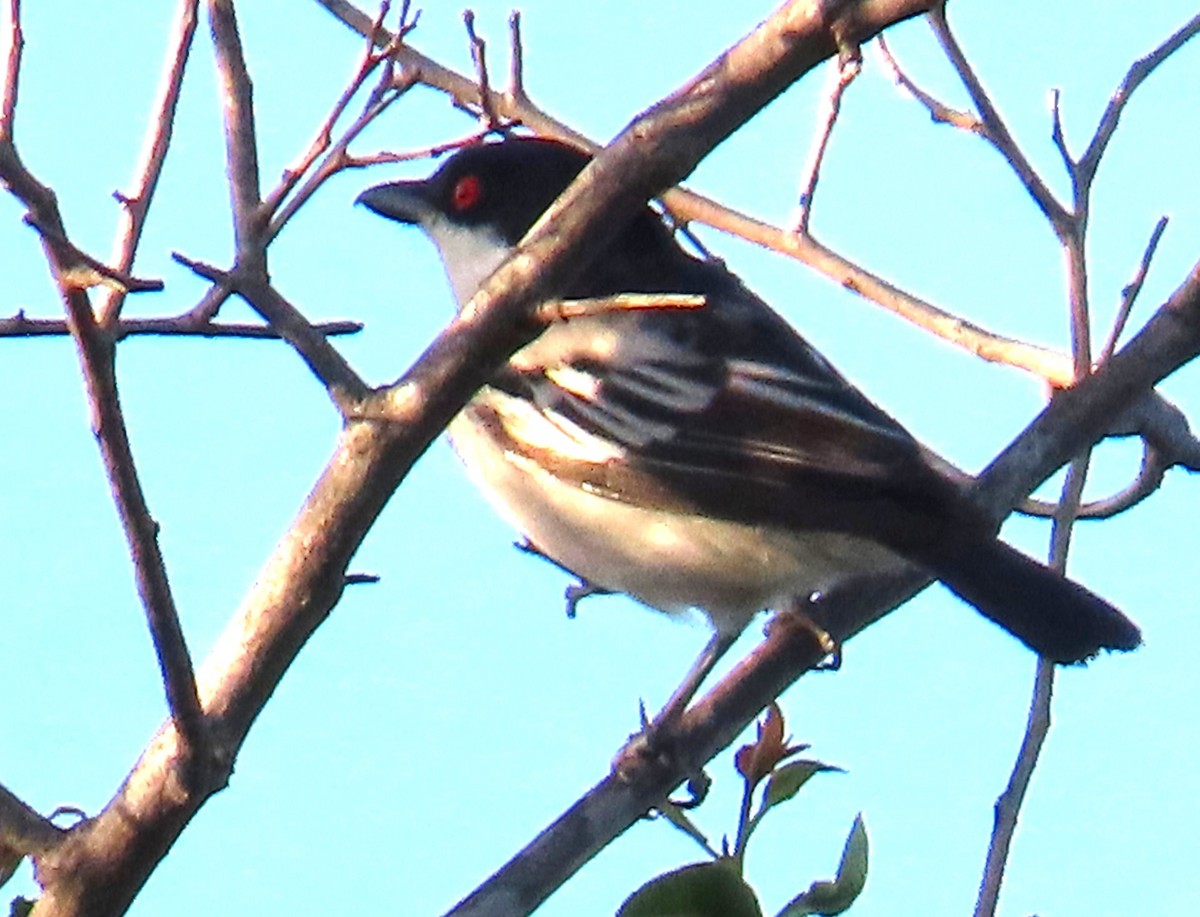 Black-backed Puffback - ML634734359