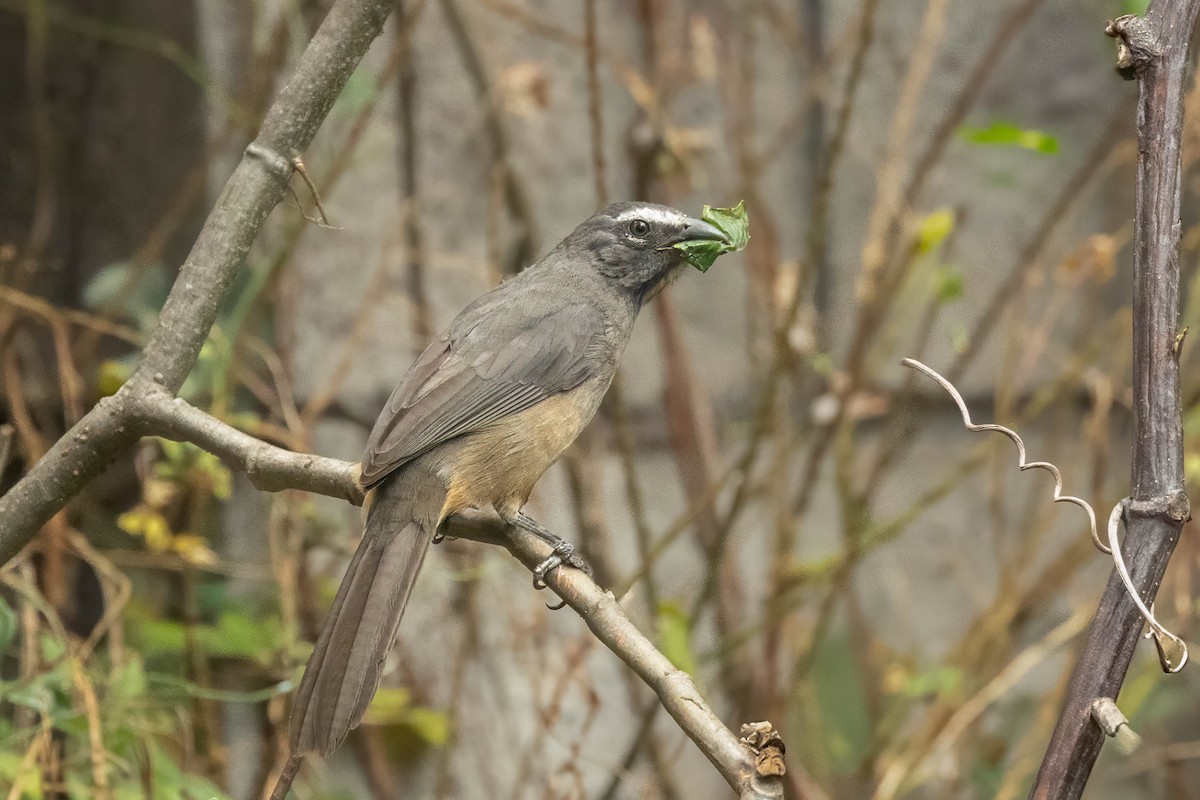 Cinnamon-bellied Saltator - ML634734362