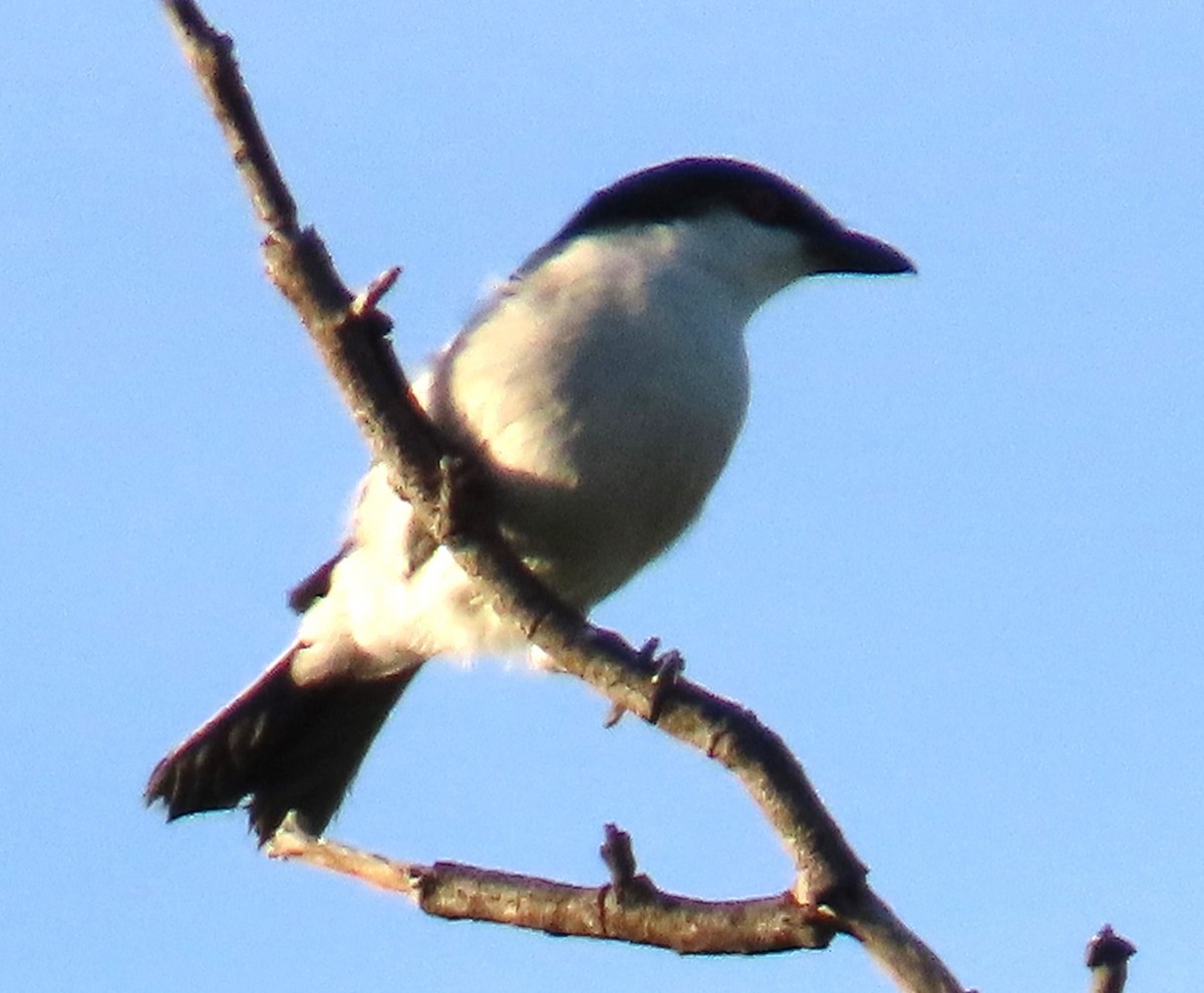 Black-backed Puffback - ML634734377