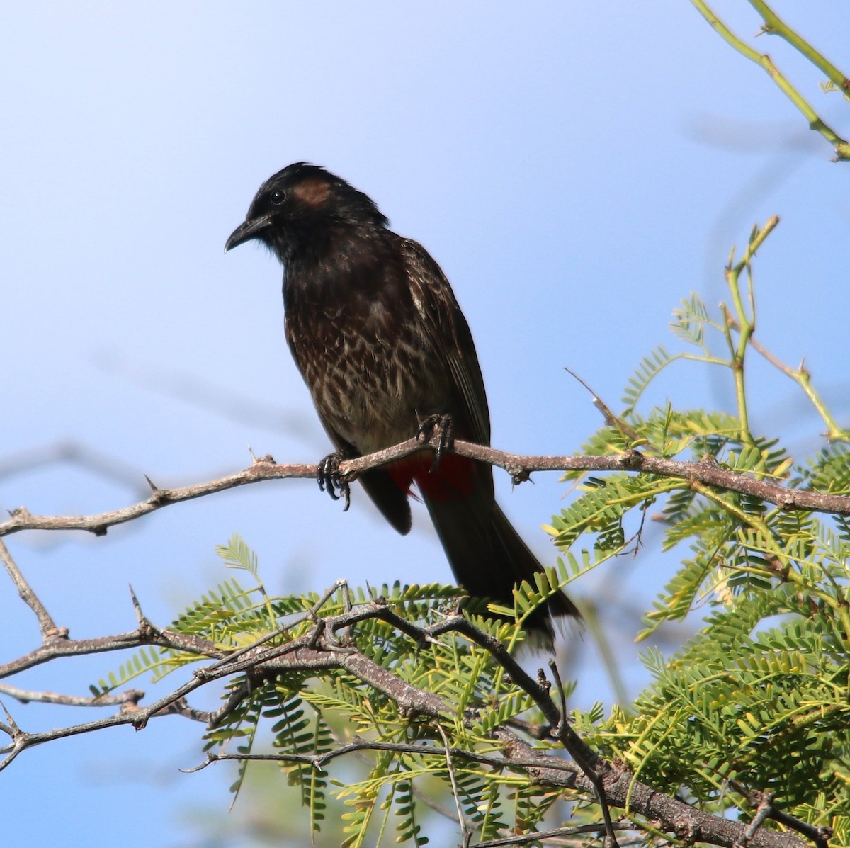 Red-vented Bulbul - ML634734388