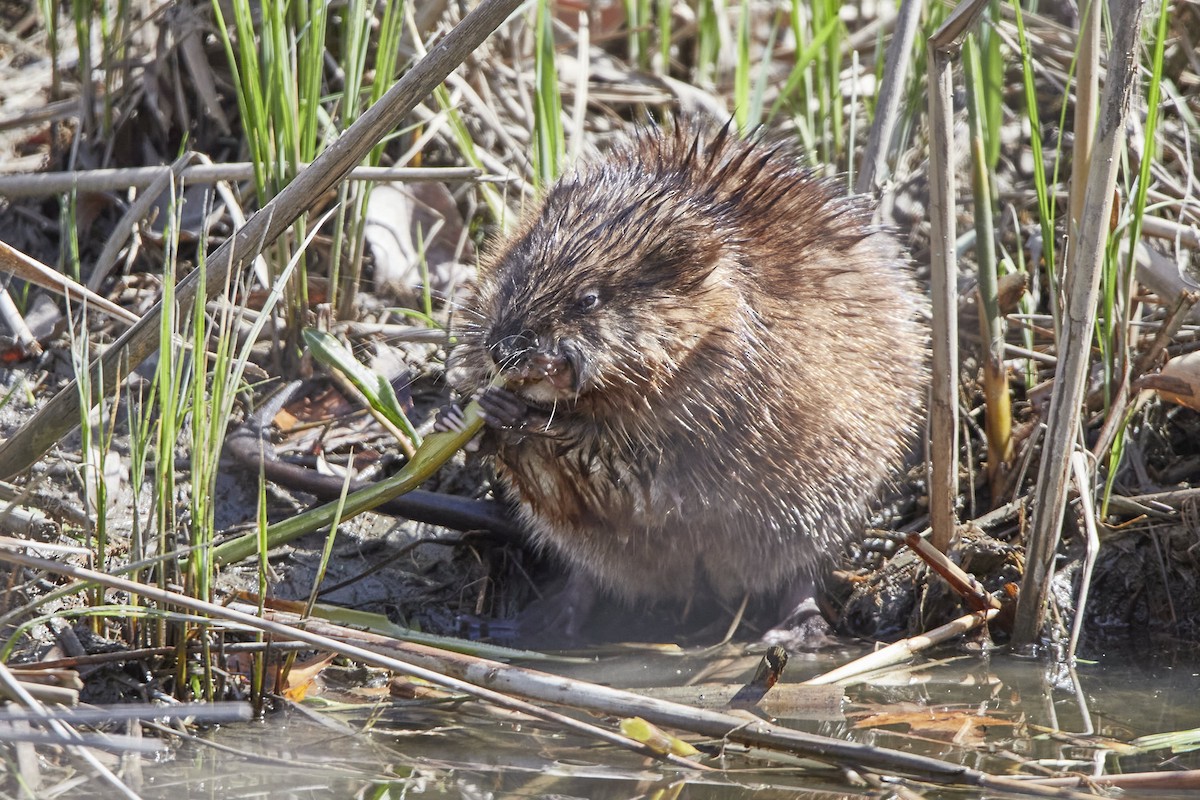 Muskrat - ML634734391