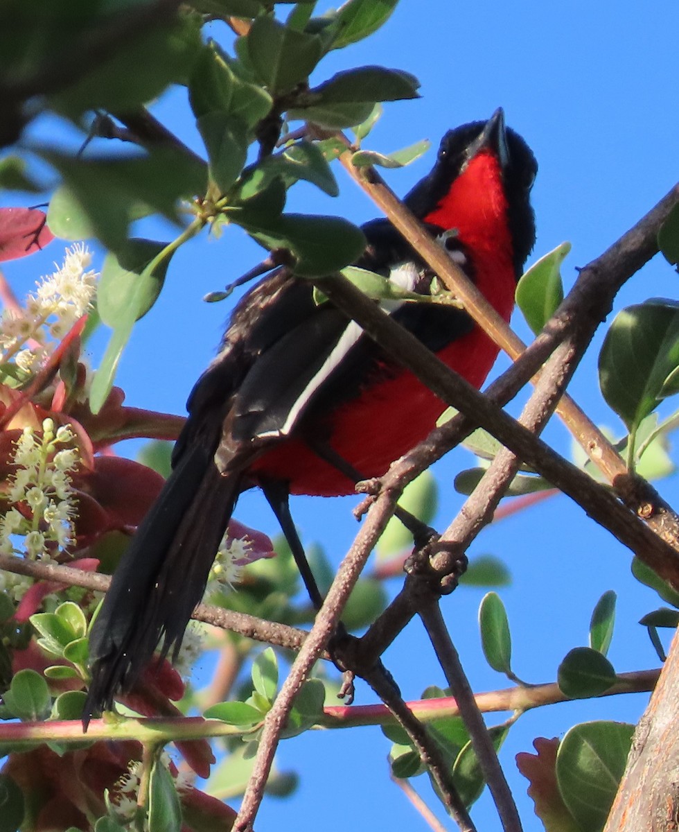 Crimson-breasted Gonolek - ML634734392