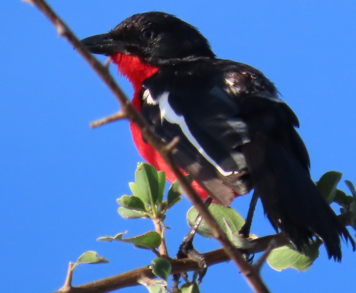 Crimson-breasted Gonolek - ML634734409