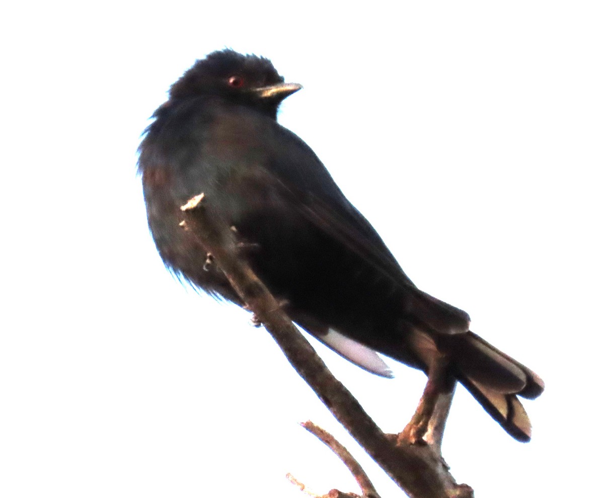 Fork-tailed Drongo - ML634734436
