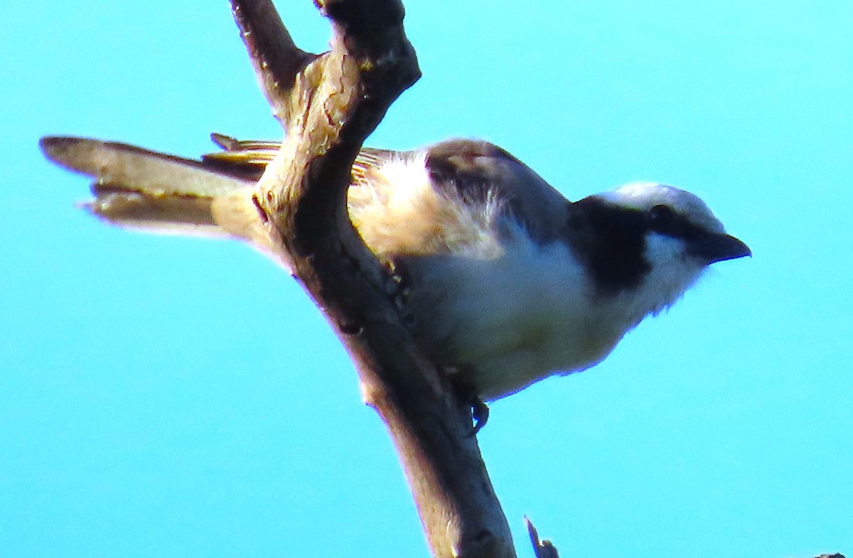 White-crowned Shrike - ML634734472
