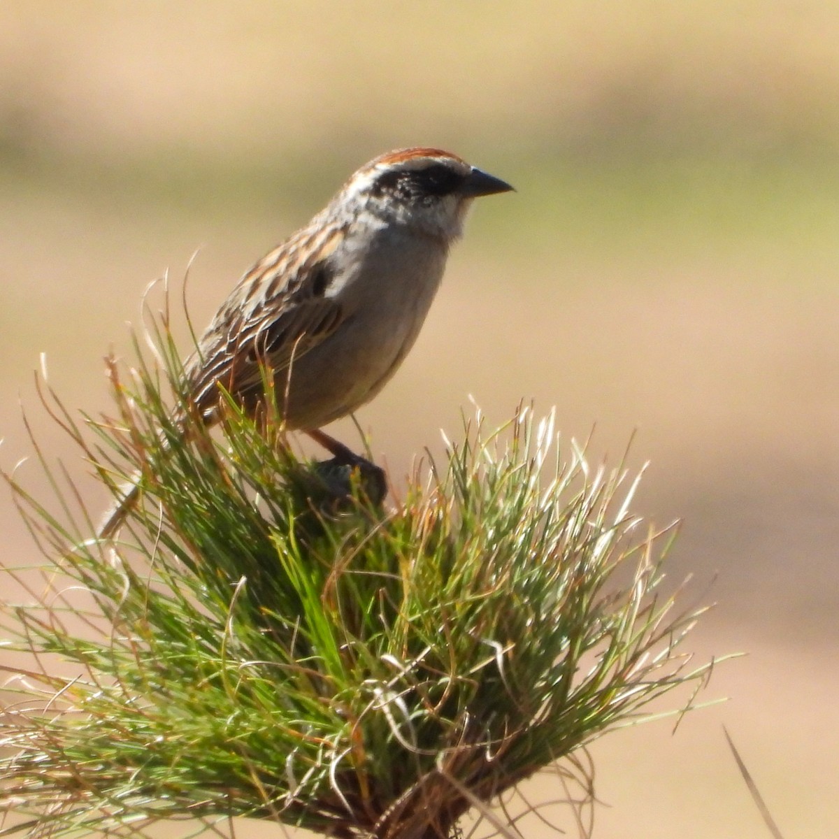 Striped Sparrow - ML634734491