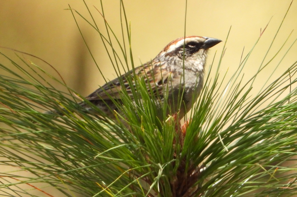Striped Sparrow - ML634734493