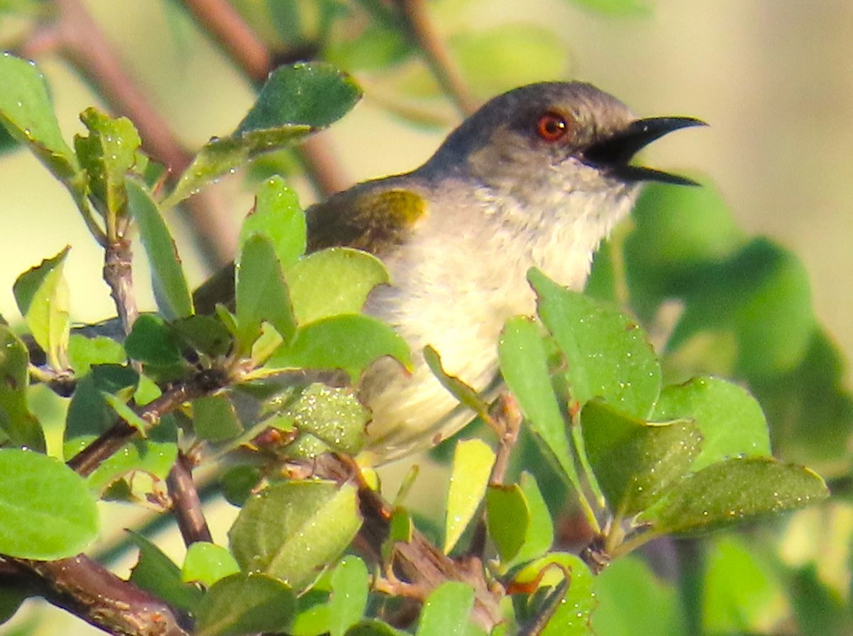 Green-backed Camaroptera - ML634734494