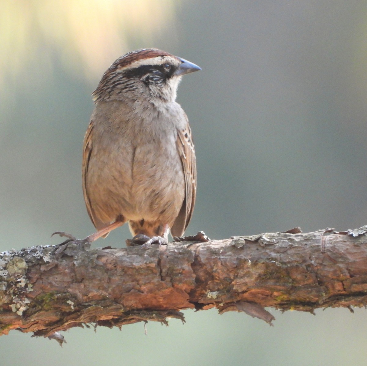 Striped Sparrow - ML634734495