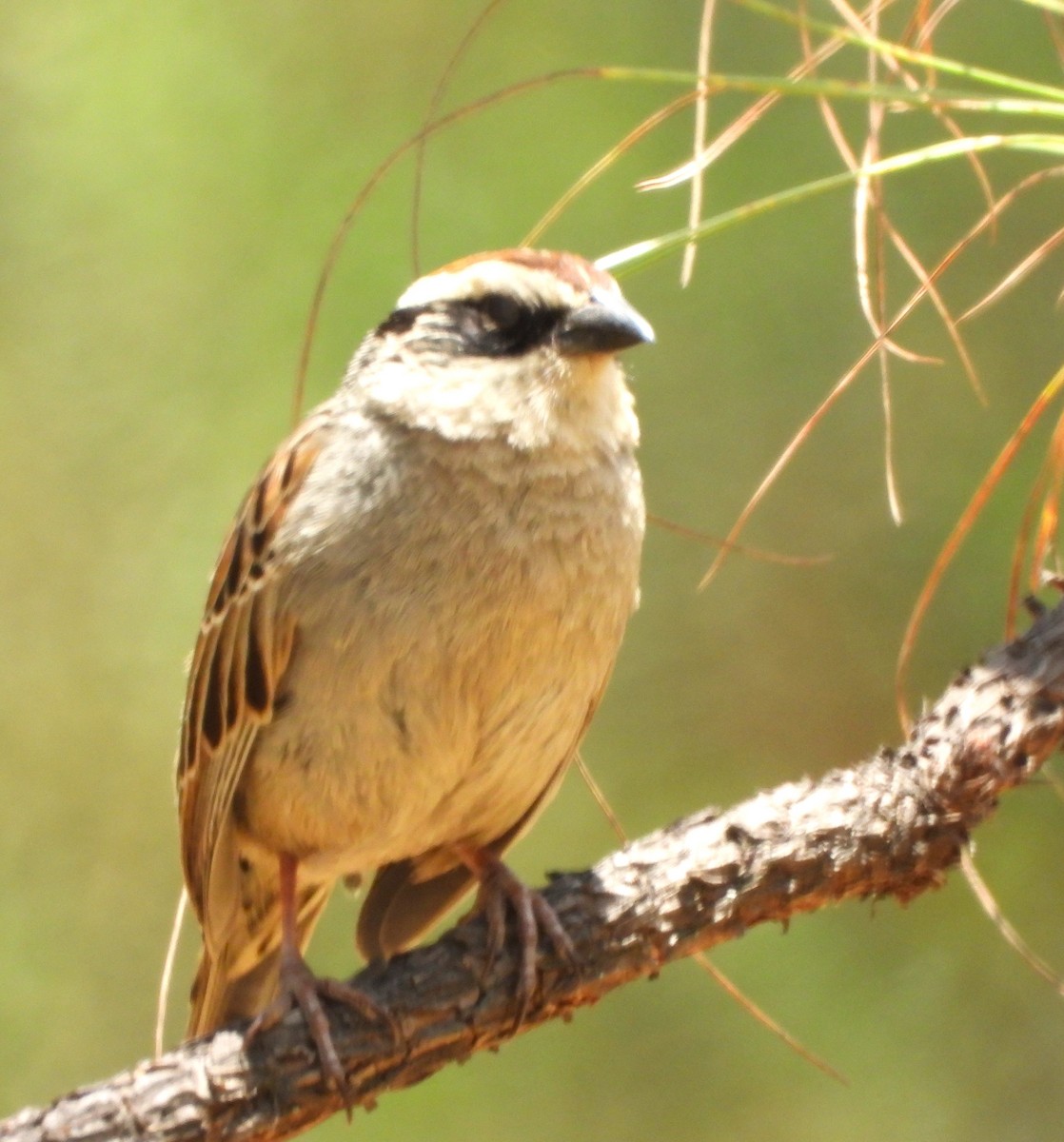 Striped Sparrow - ML634734496