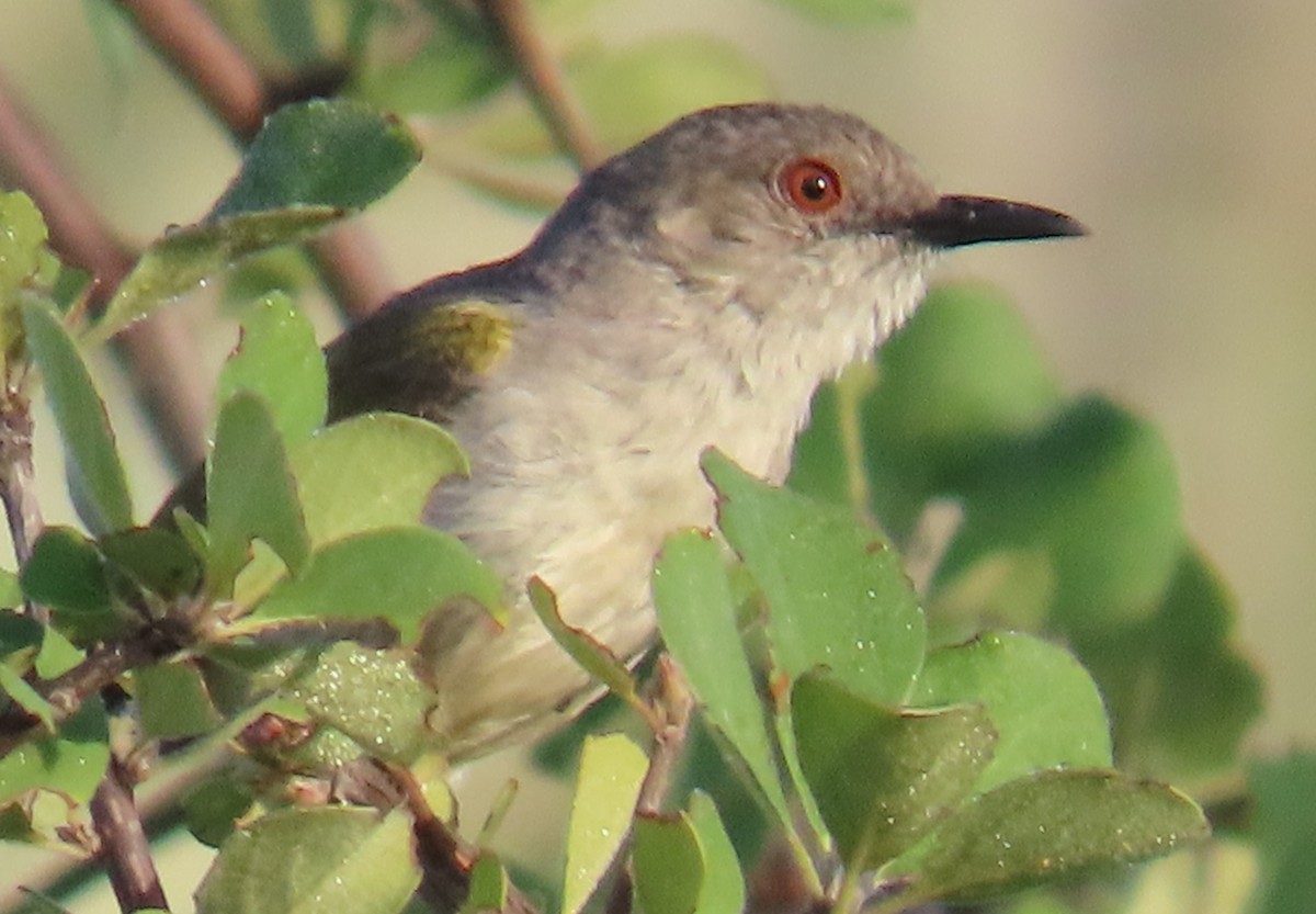 Green-backed Camaroptera - ML634734522