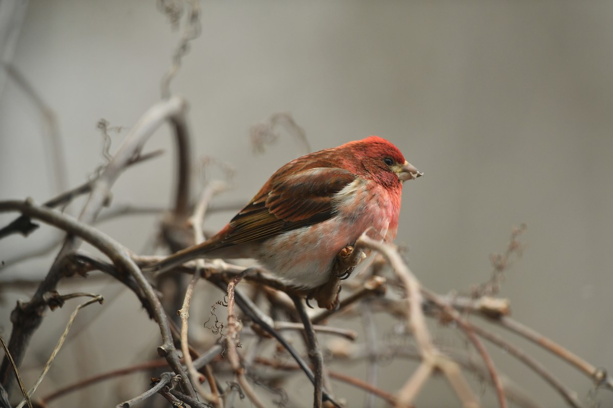 Purple Finch - ML634734531
