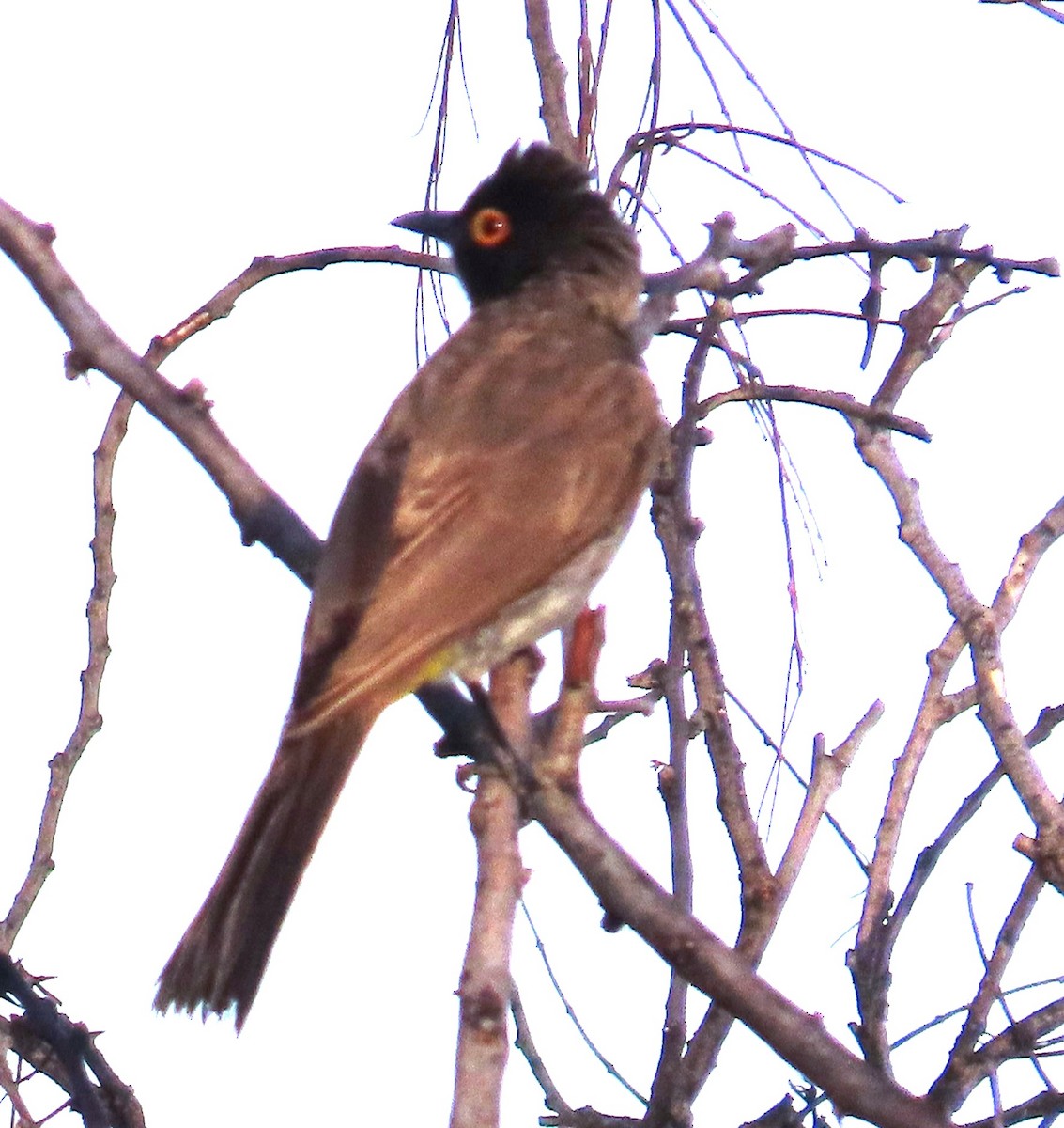 Black-fronted Bulbul - ML634734540