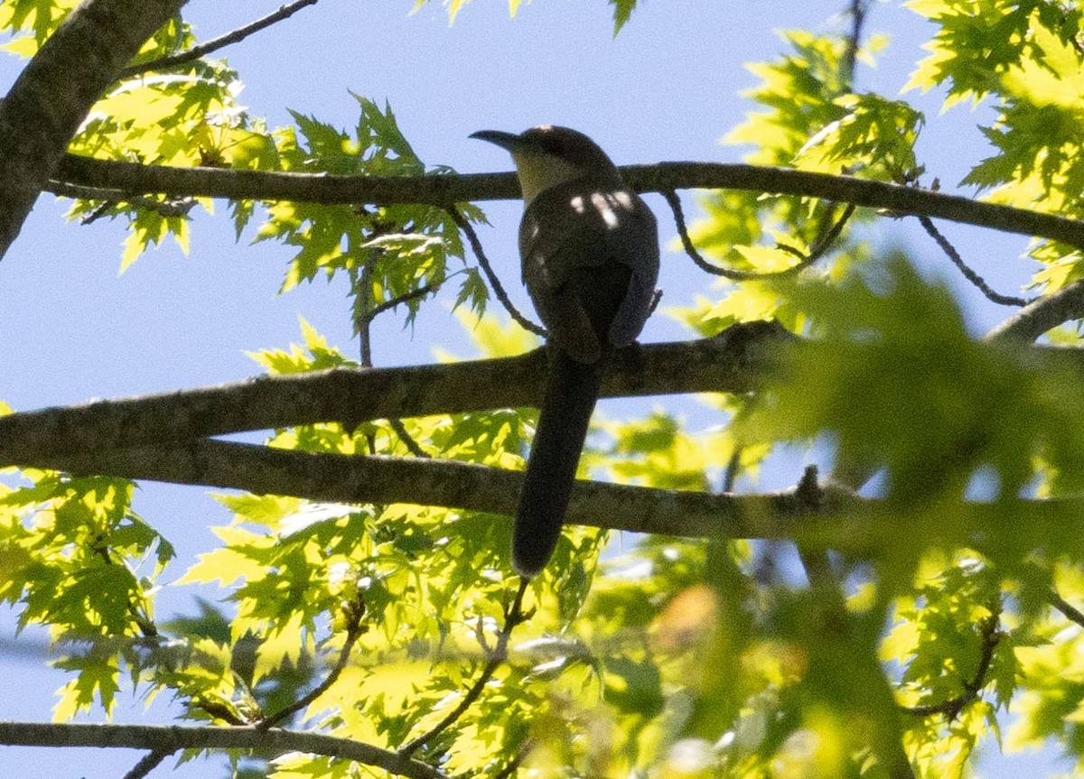 Black-billed Cuckoo - ML634734565