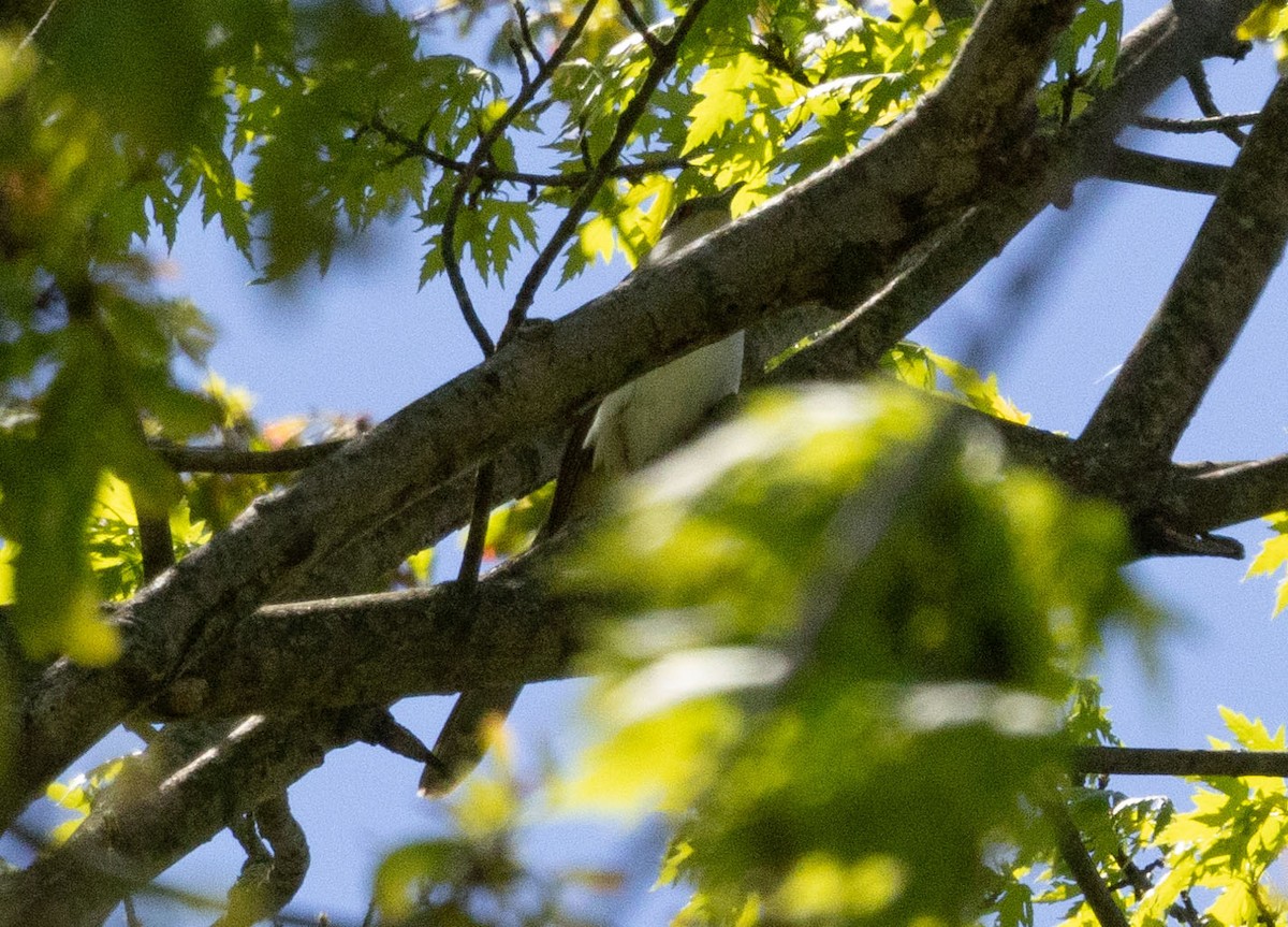 Black-billed Cuckoo - ML634734566