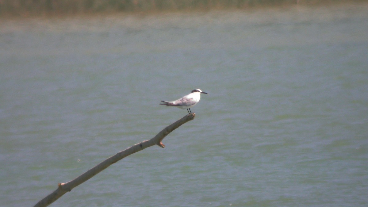 Sandwich Tern - ML634734614