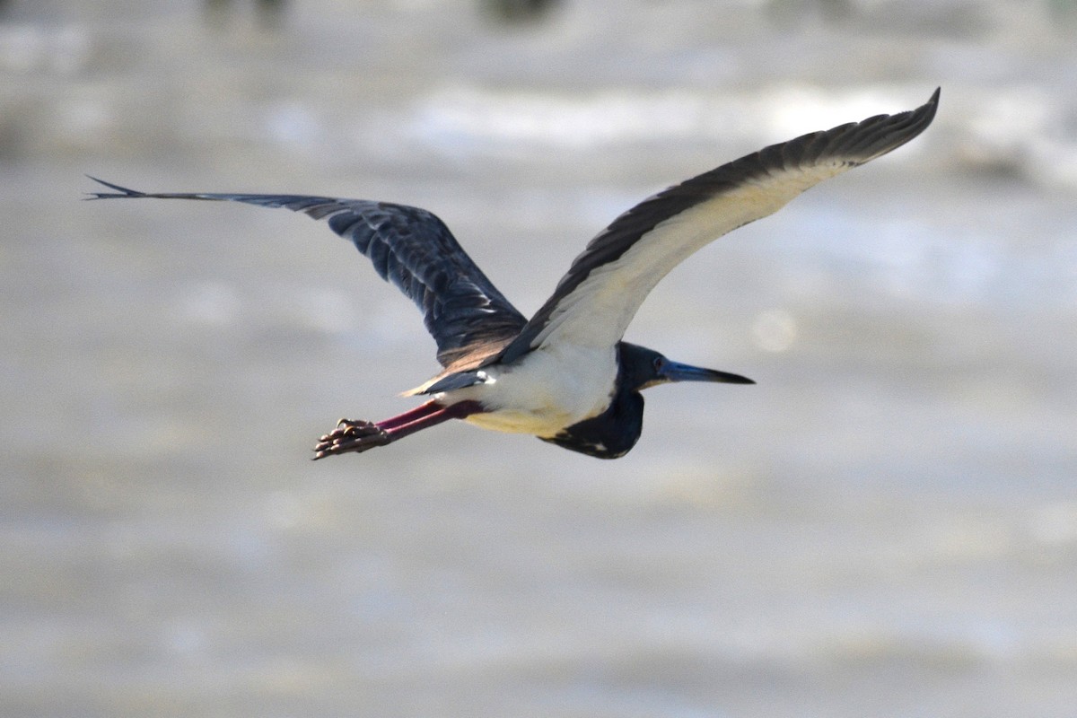 Tricolored Heron - ML634734619