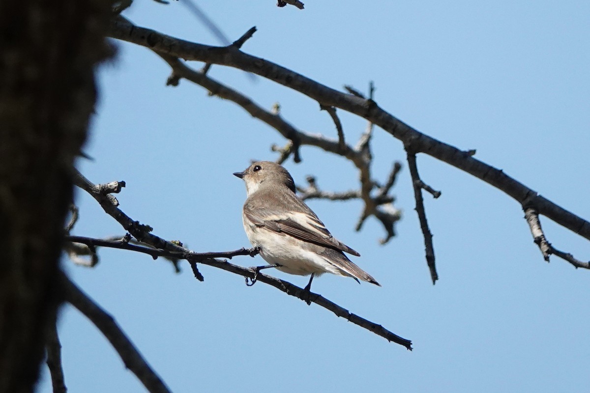 Алаг намнаа - ML634734642