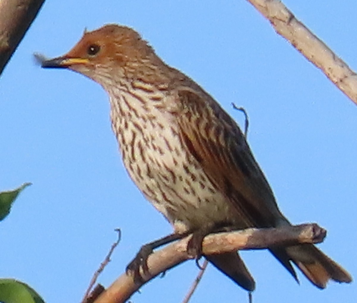 Violet-backed Starling - ML634734668
