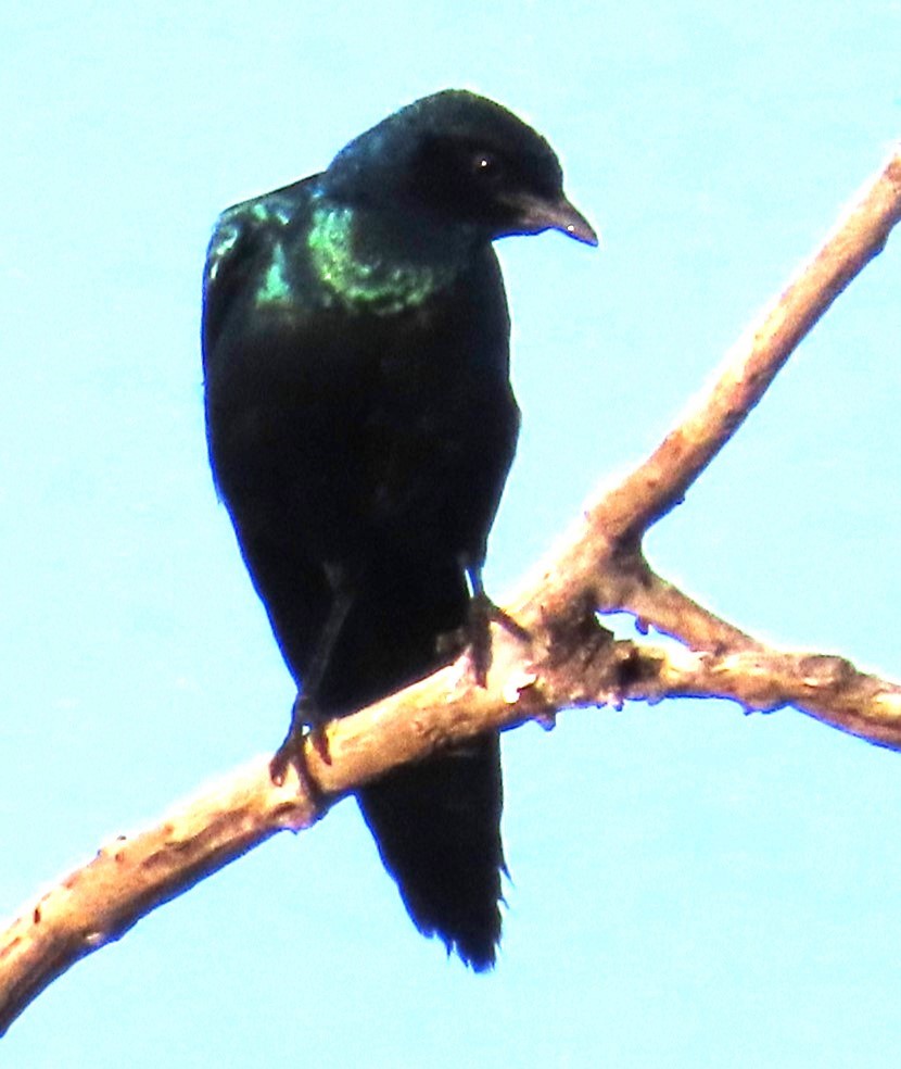 Burchell's Starling - ML634734686